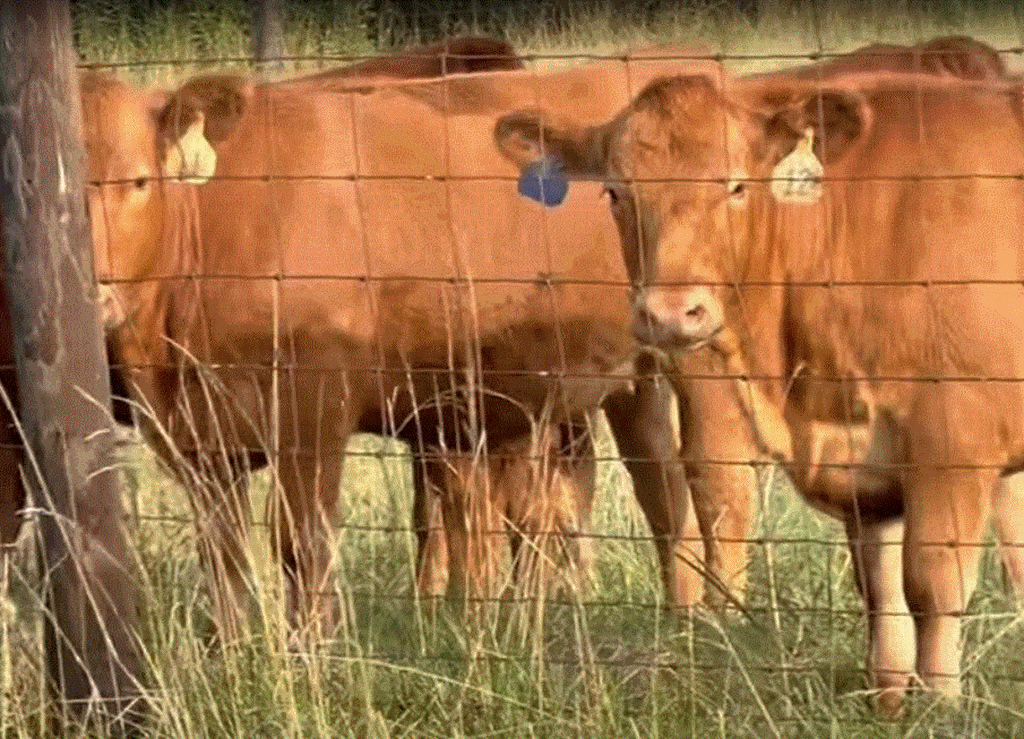 Cattle Range Listing Photo