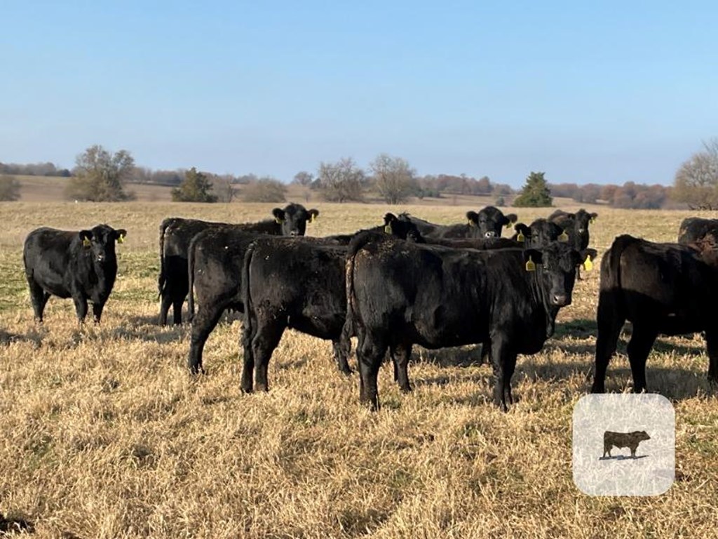 Cattle Range Listing Photo