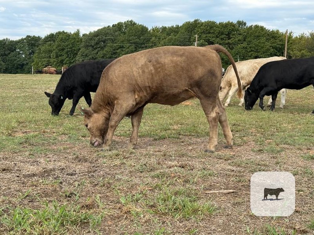 Cattle Range Listing Photo