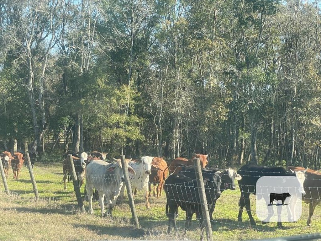 Cattle Range Listing Photo