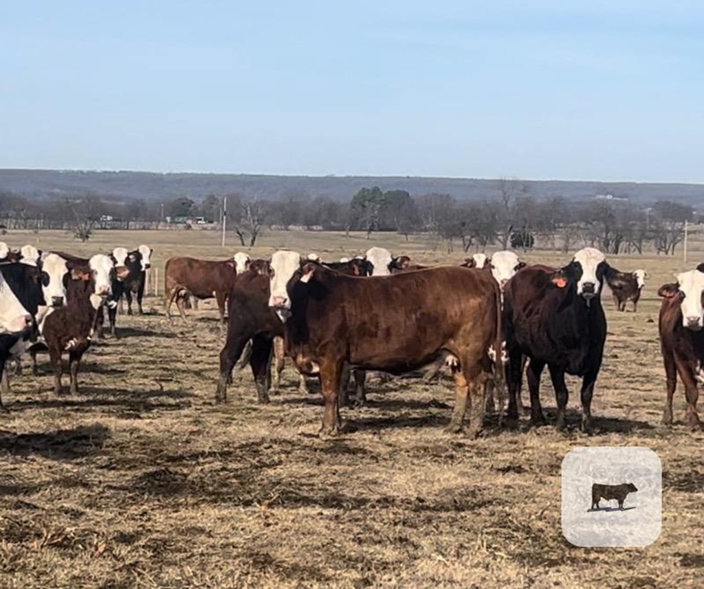 Cattle Range Listing Photo