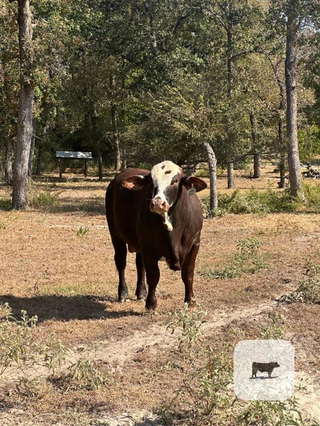 Cattle Range Listing Photo