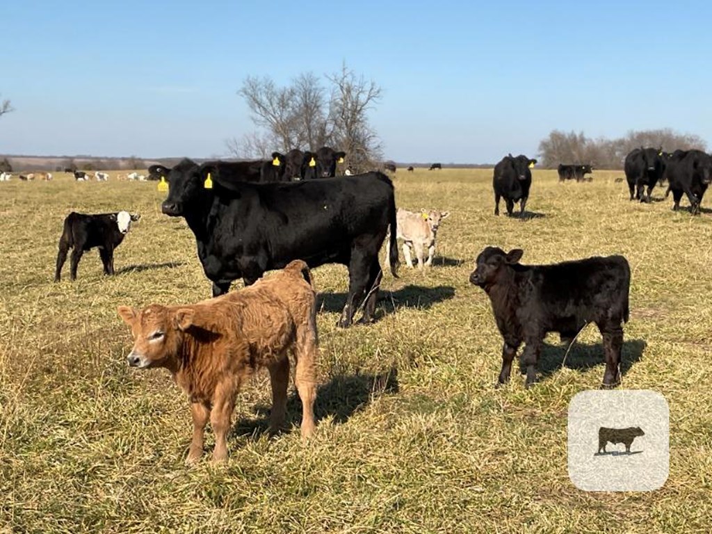 Cattle Range Listing Photo