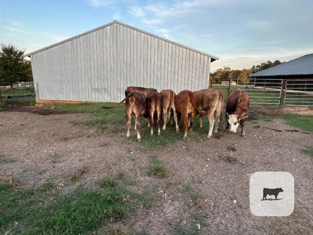 Cattle Range Listing Photo