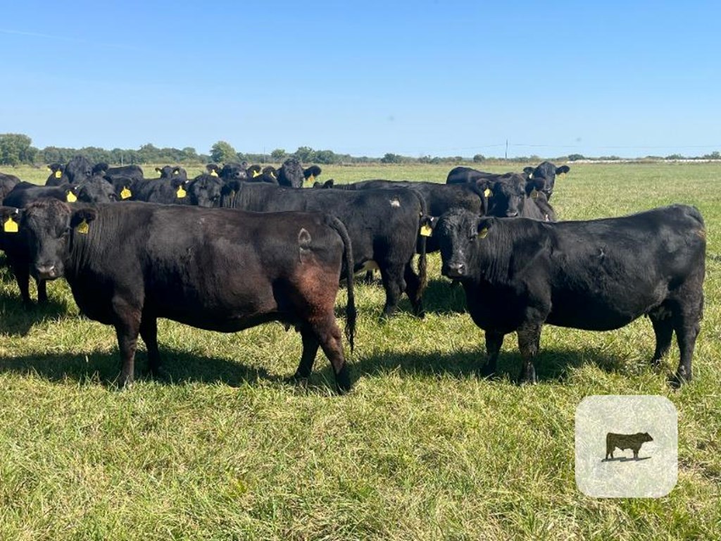 Cattle Range Listing Photo