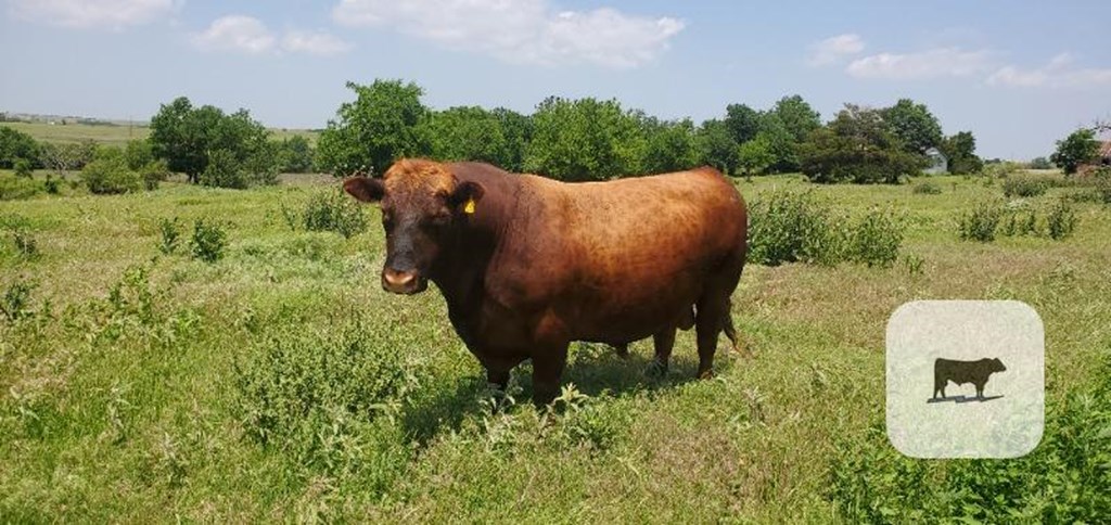 Cattle Range Listing Photo