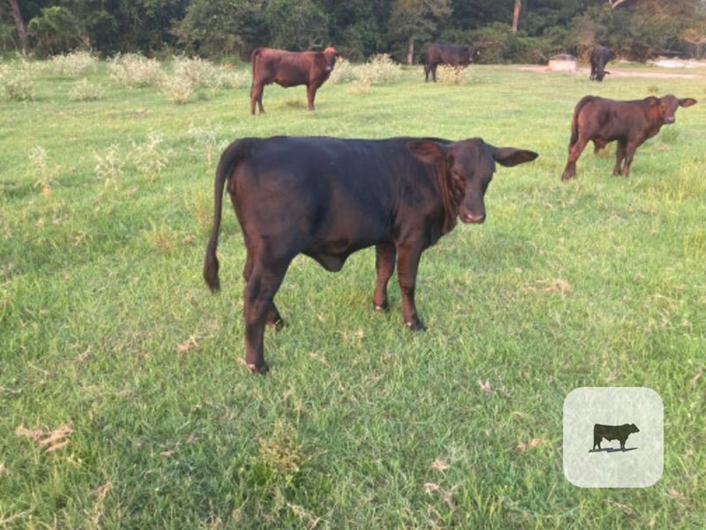 Cattle Range Listing Photo