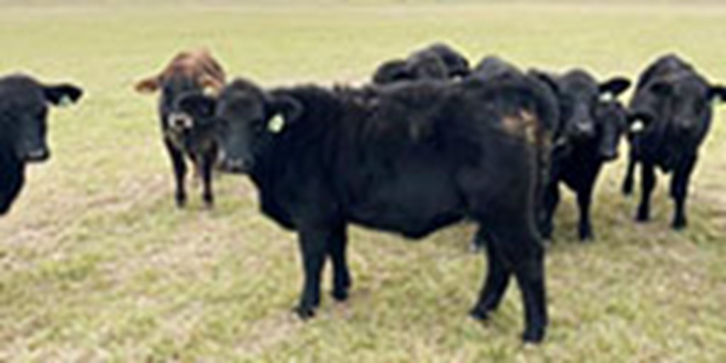 10 Angus/Brangus Rep. Heifers... Central TX