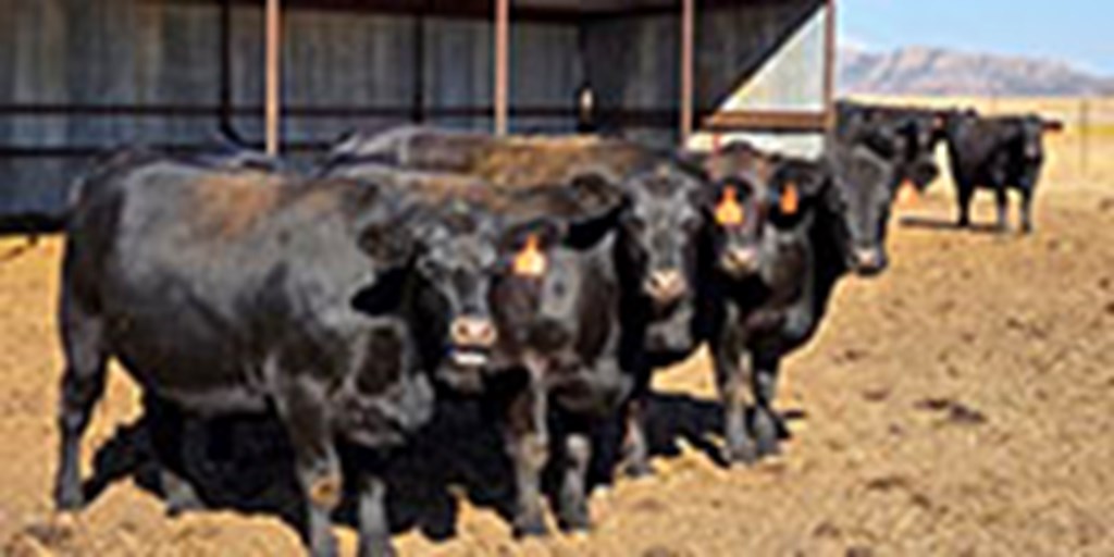 25 Angus Bred Heifers... Southwest OK