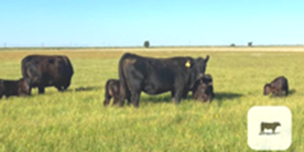 21 Angus 1st-Calf Pairs... TX Panhandle