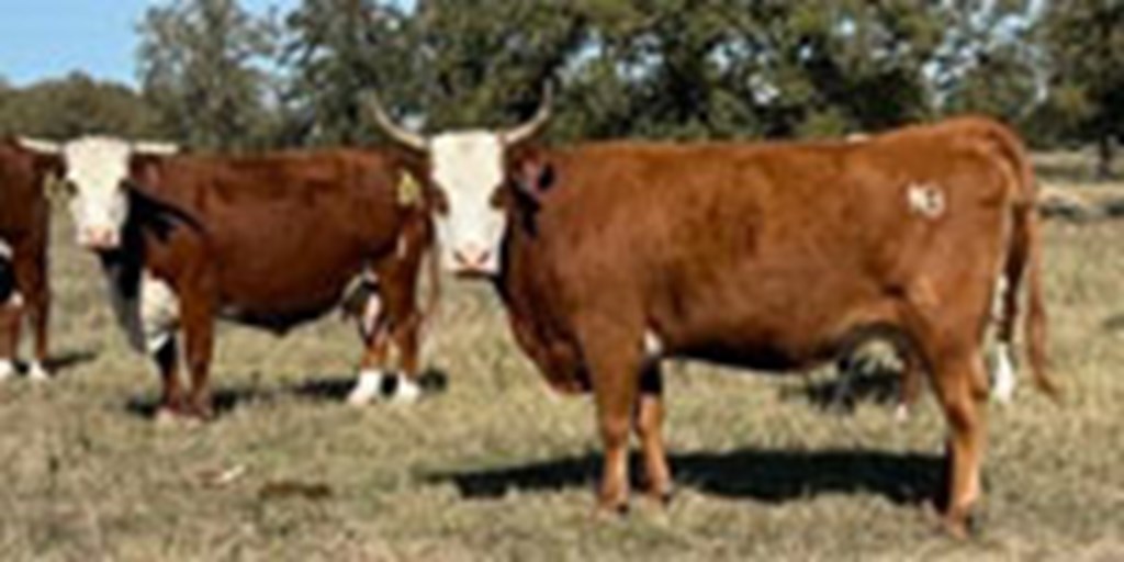 17 Hereford Cows... Central TX