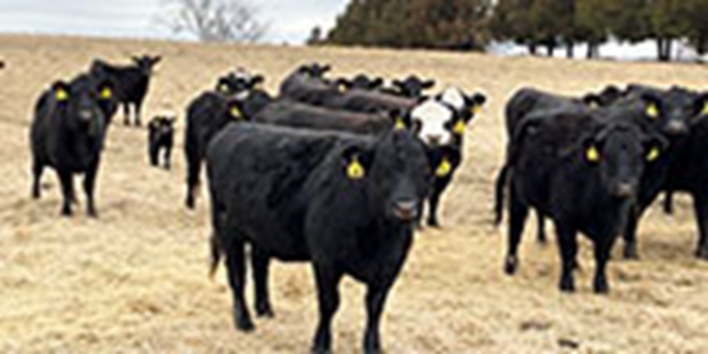 40 Angus & BMF Cows... Southwest MO