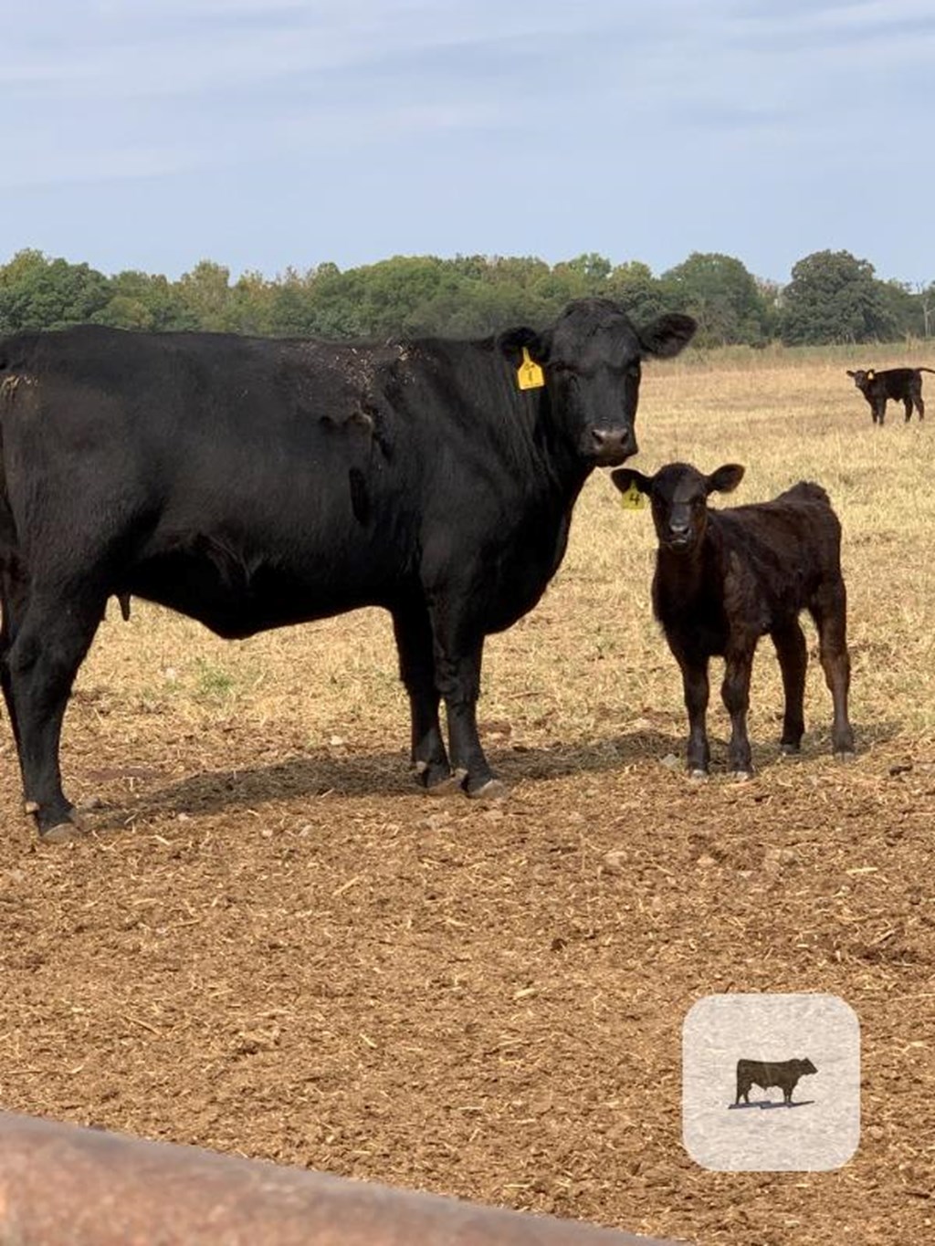 Cattle Range Listing Photo