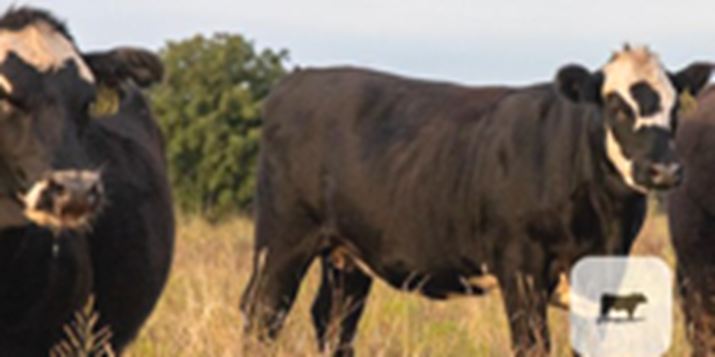 75 Angus/Hereford Black Baldy Bred Heifers... N. Central OK