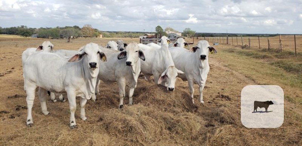 Cattle Range Listing Photo