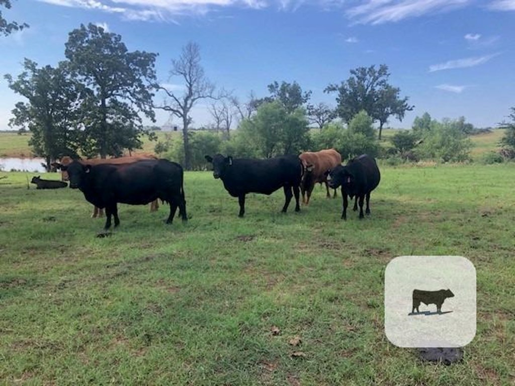 Cattle Range Listing Photo