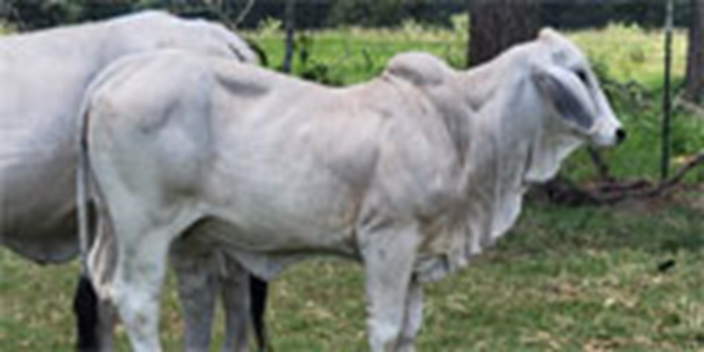 1 Reg. Brahman Rep. Heifer.... East TX