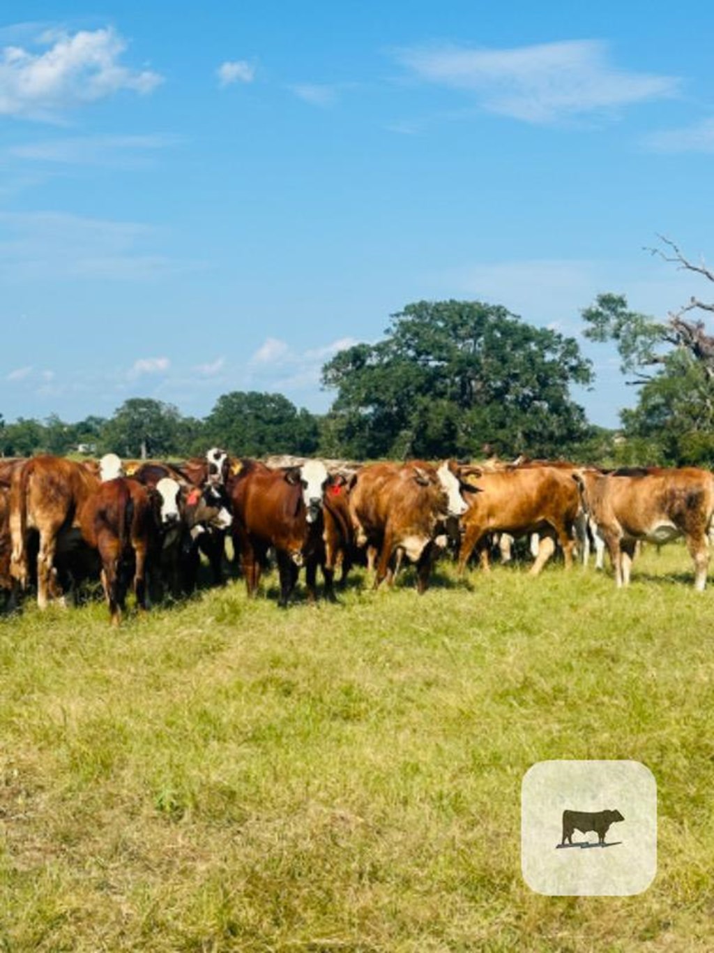 Cattle Range Listing Photo