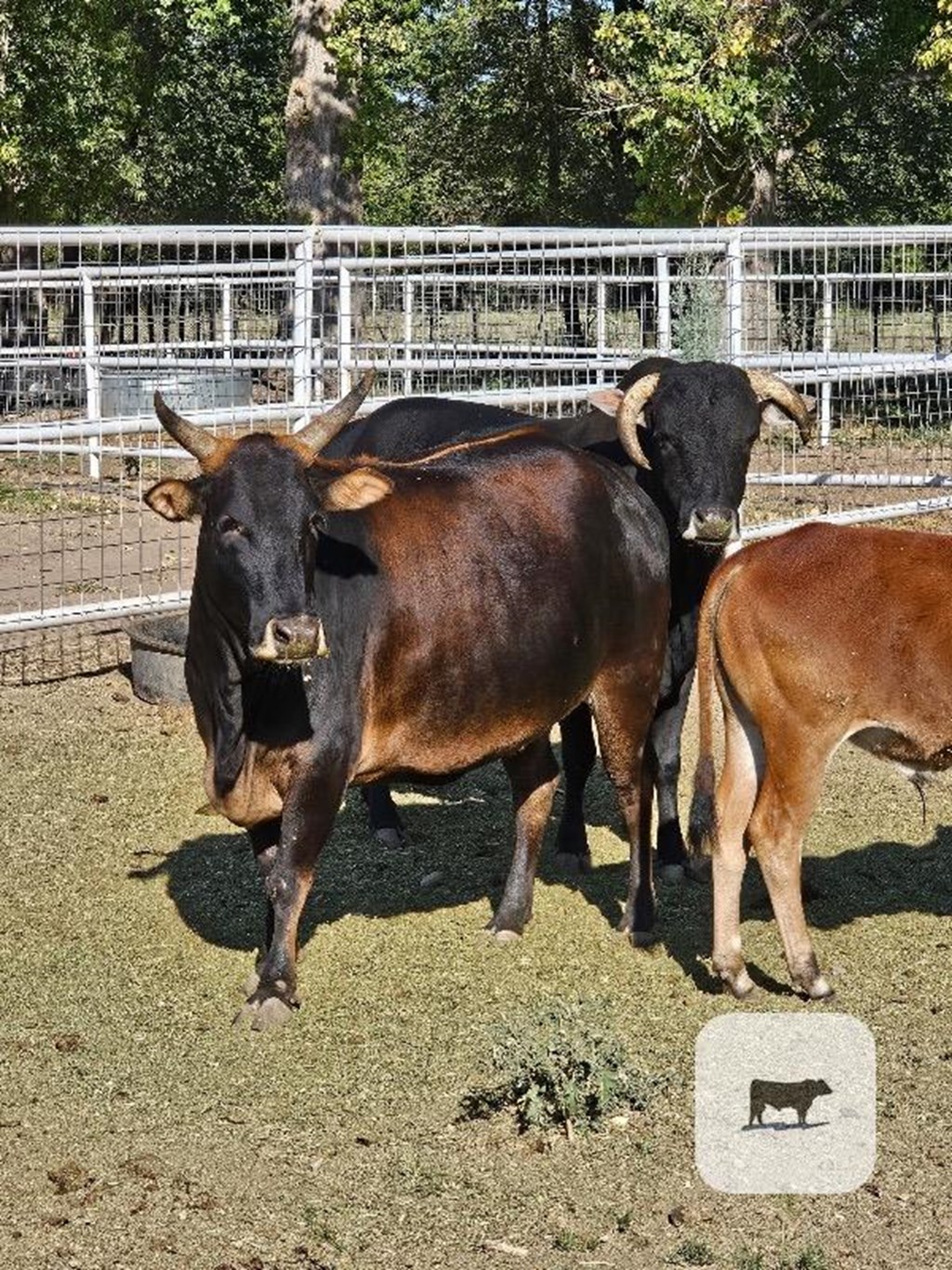 Cattle Range Listing Photo