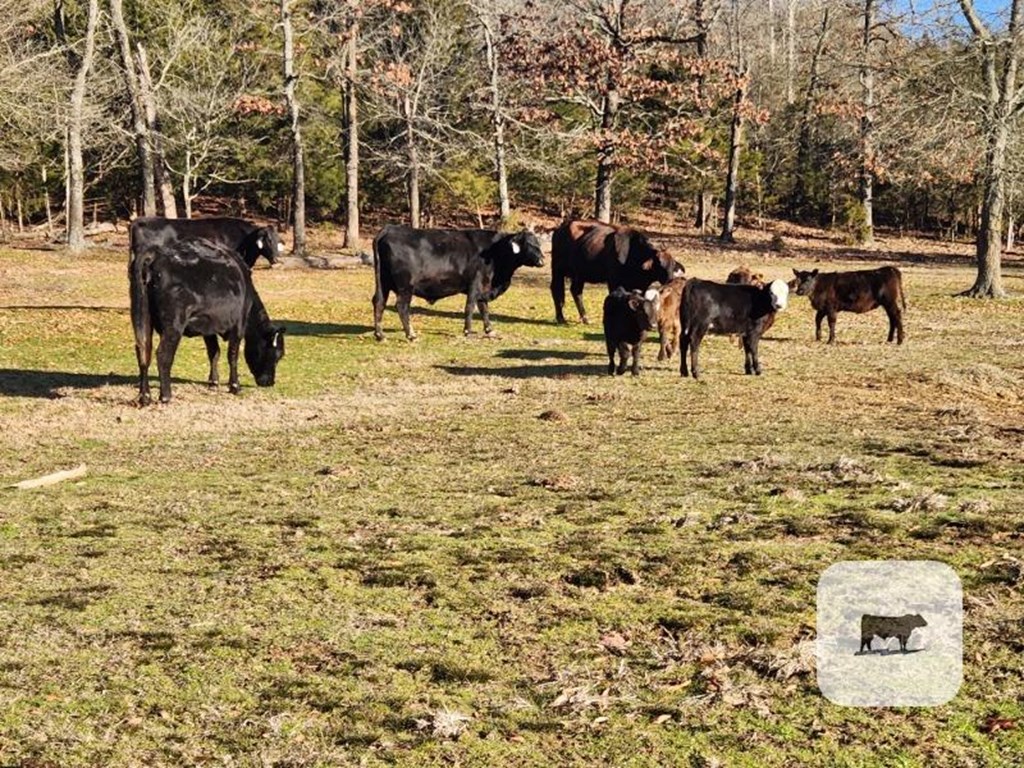 Cattle Range Listing Photo