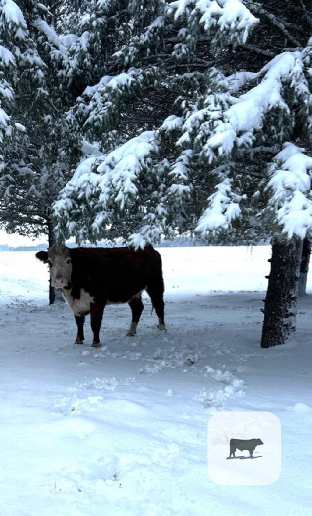 Cattle Range Listing Photo