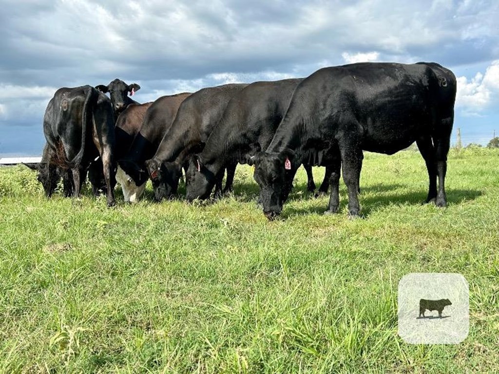 Cattle Range Listing Photo