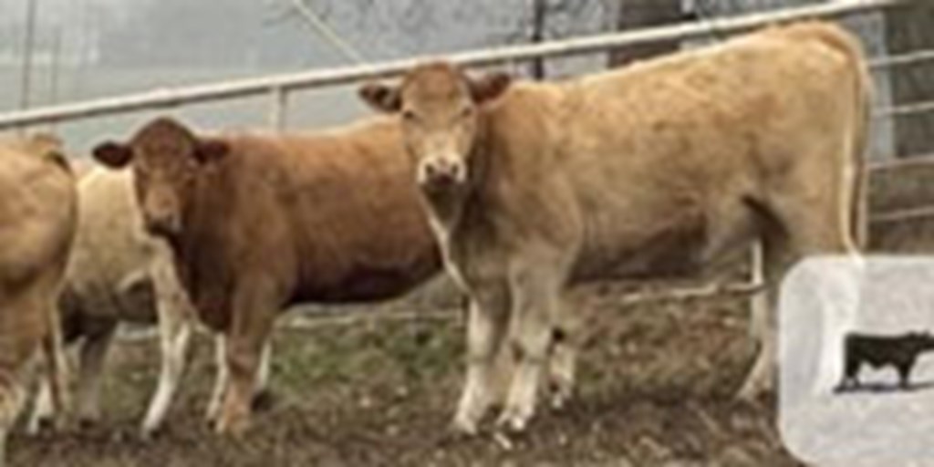 12 Red Angus/Charolais Cross Bred Heifers... Southwest MO