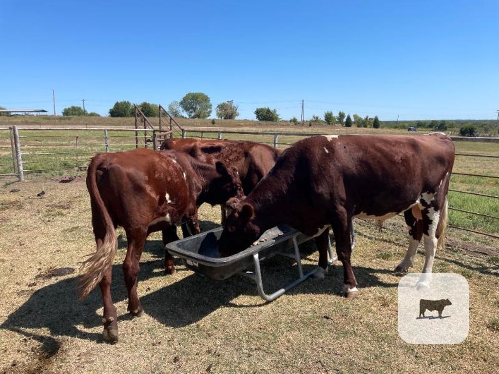 Cattle Range Listing Photo