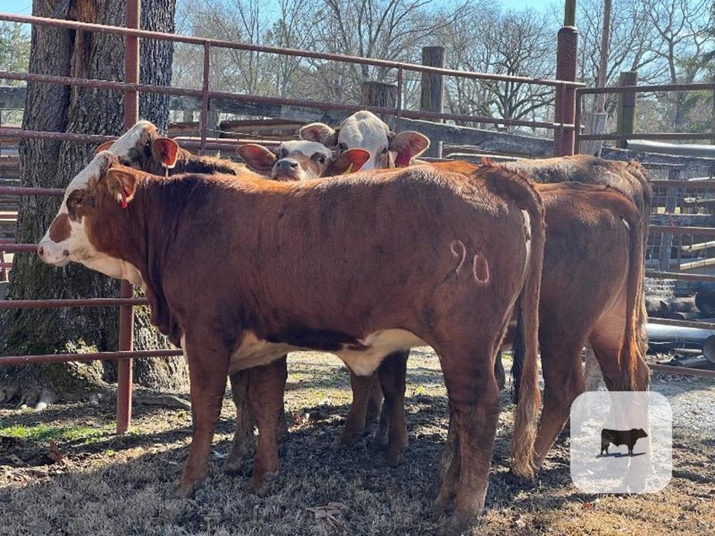 Cattle Range Listing Photo