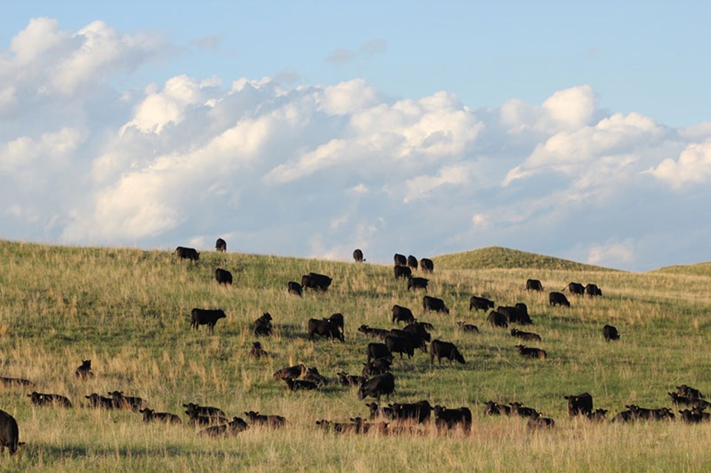 Pasture & Range Conditions as of 10/13/24