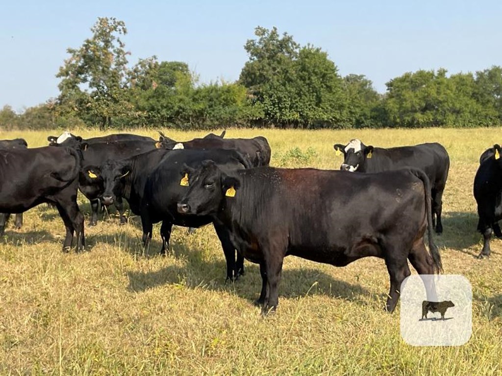 Cattle Range Listing Photo