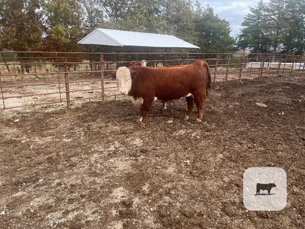 Cattle Range Listing Photo