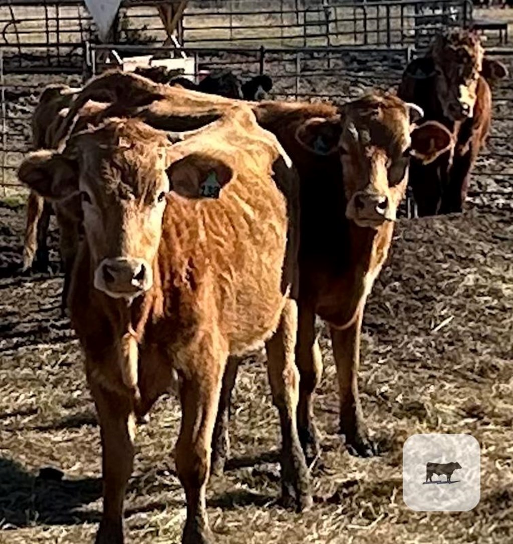 Cattle Range Listing Photo