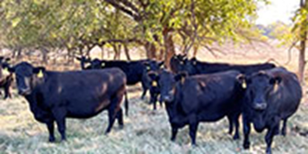 40 Angus & Black Baldy Cows... Southwest MO