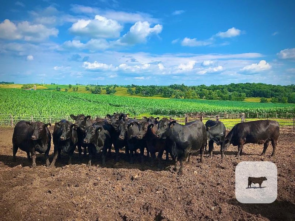 Cattle Range Listing Photo