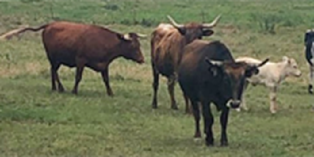 12 Corriente/Longhorn Cows w/ 5+ Calves... S. Central OK