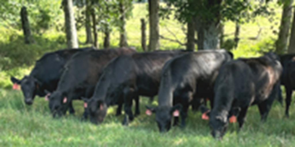 50 Reg. Simmental Bred Heifers... Central AR