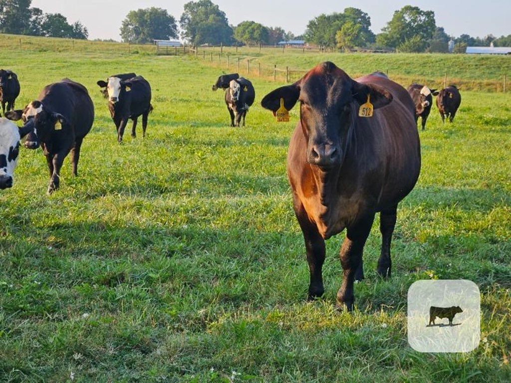 Cattle Range Listing Photo