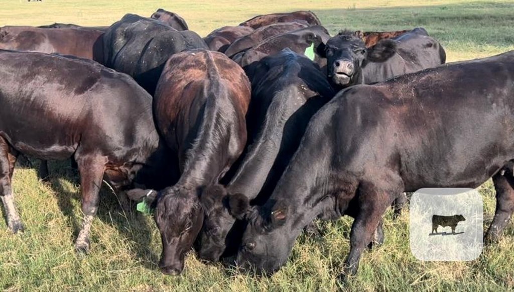 Cattle Range Listing Photo