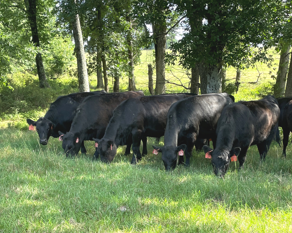 Cattle Range Listing Photo