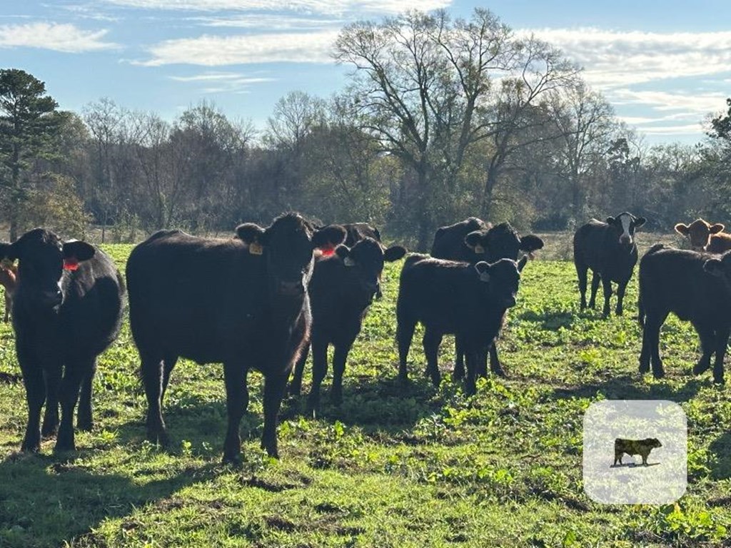 Cattle Range Listing Photo