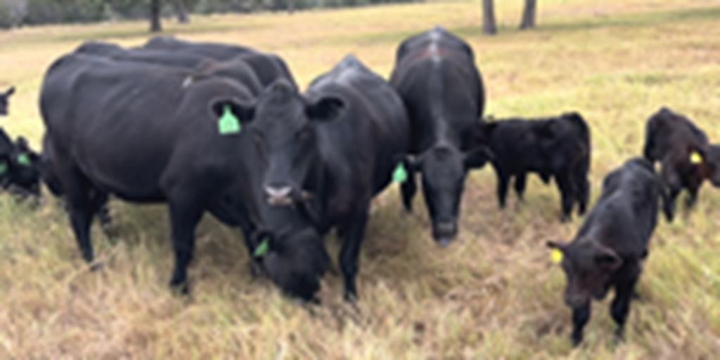 20 Angus 1st-Calf Pairs... Central TX