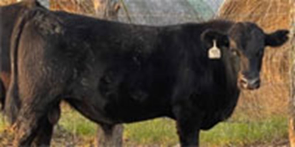 4 Reg. Angus Bulls... Southeast TX