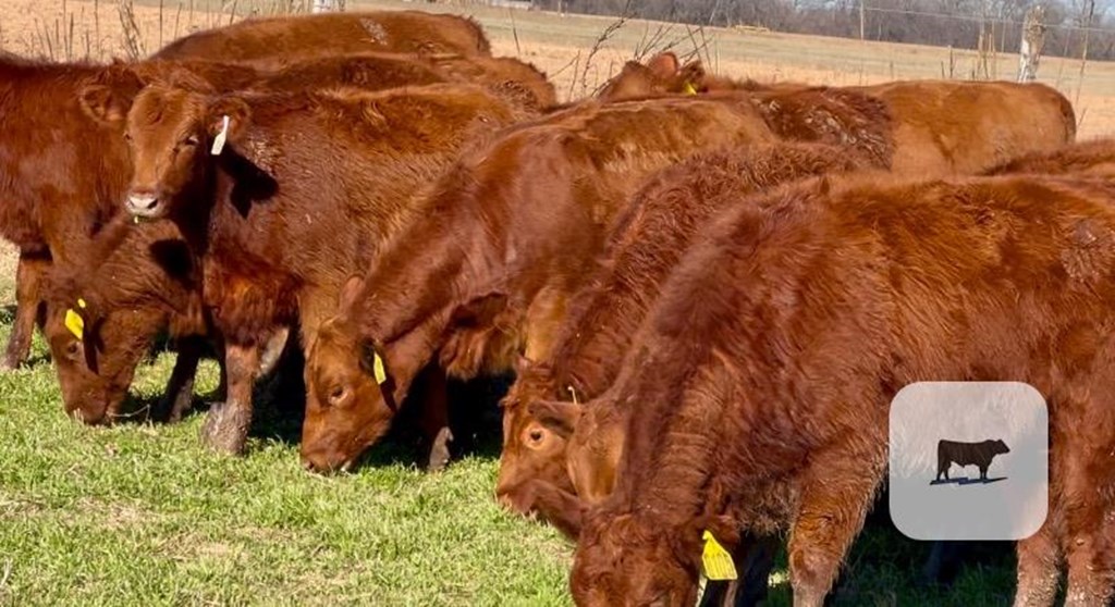 Cattle Range Listing Photo