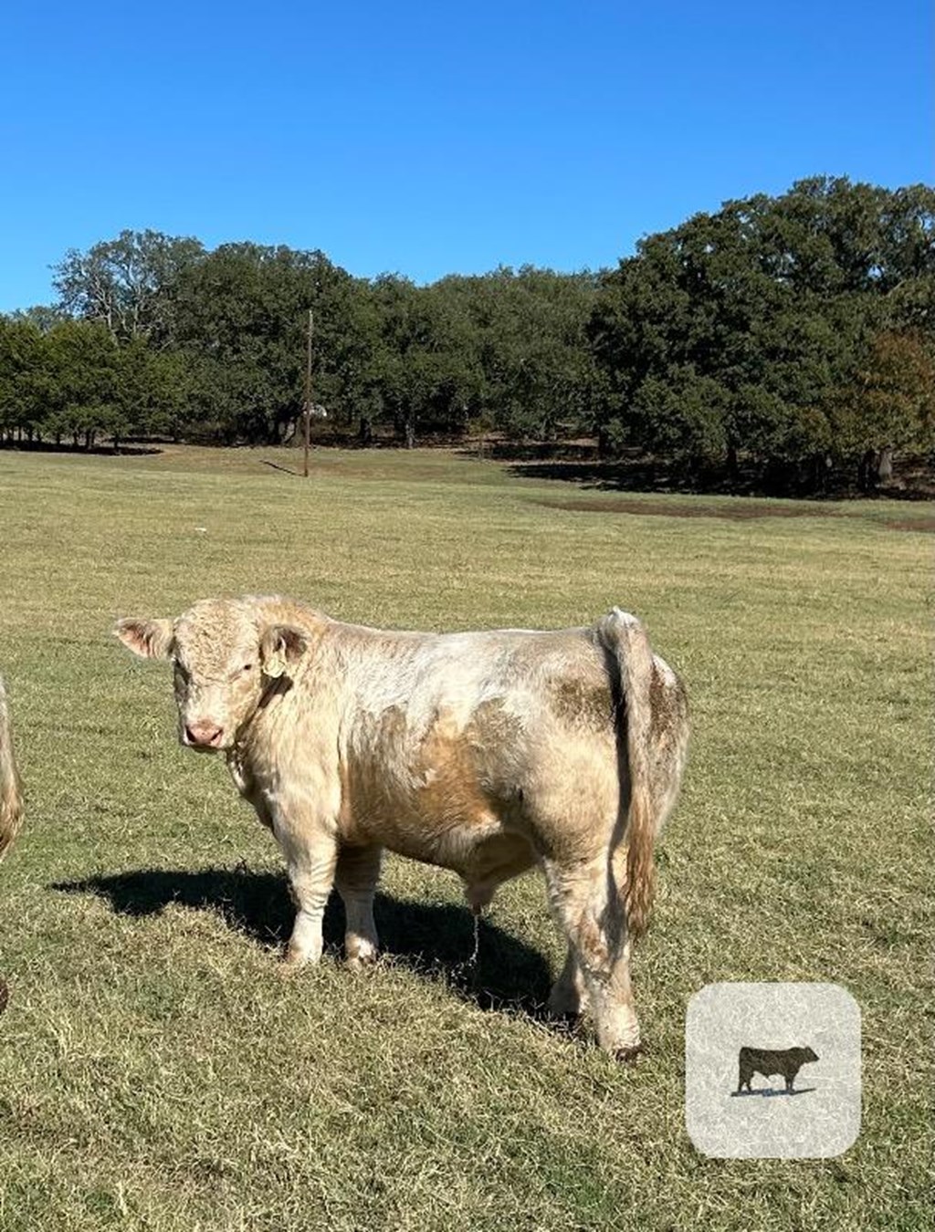 Cattle Range Listing Photo