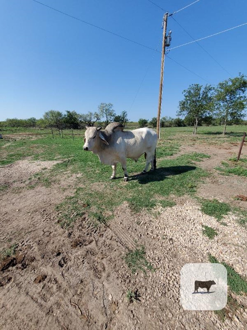 Cattle Range Listing Photo