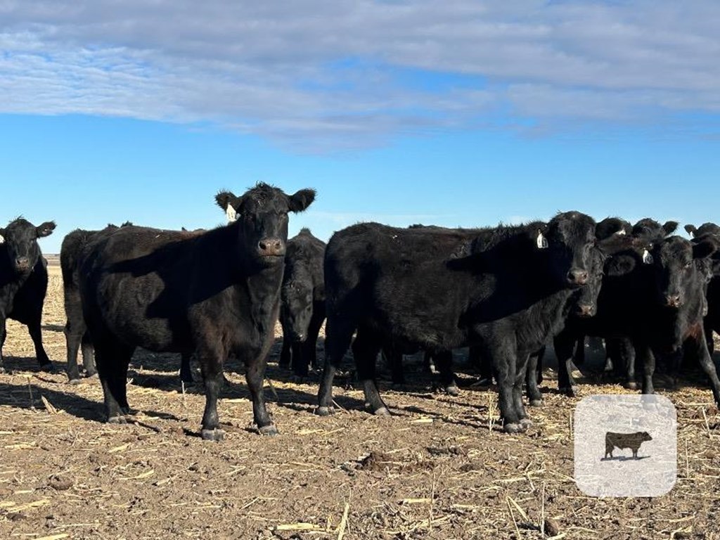 Cattle Range Listing Photo