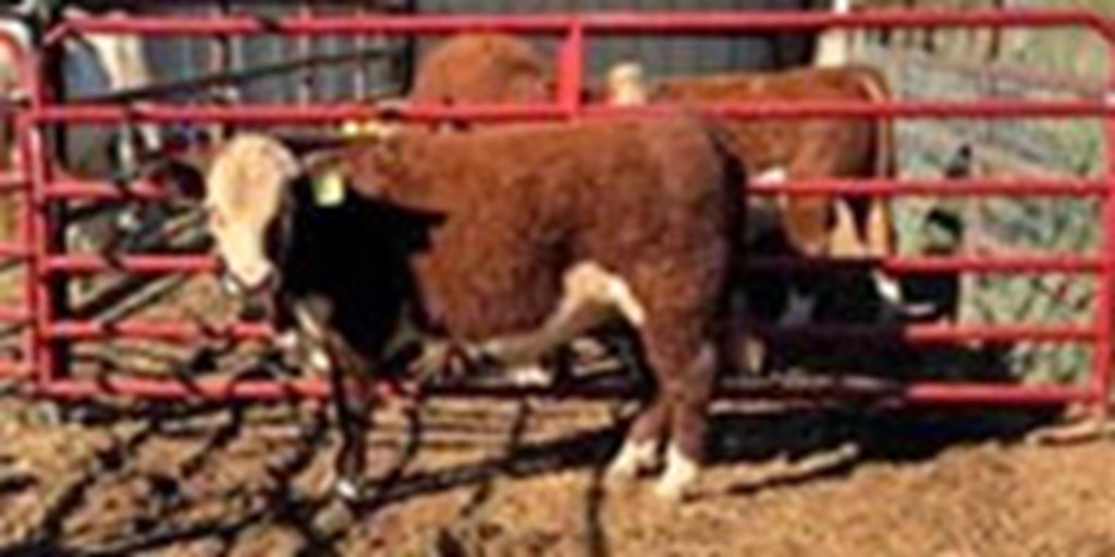 2 Reg. Hereford Bulls... W. Central TX