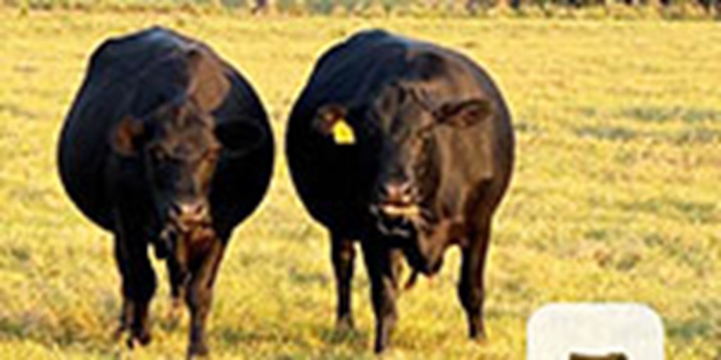 35 Angus & Brangus Cows w/ 6+ Calves... Northern FL