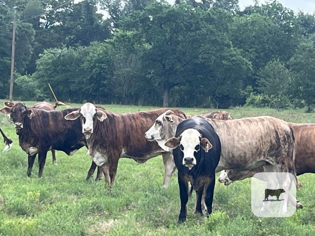 Cattle Range Listing Photo